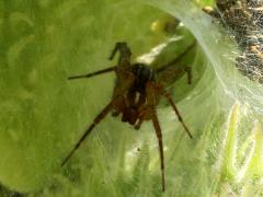 (Agelenopsis Grass Spider) funnel (Agelenopsis Grass Spider) funnel