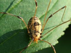 (Daddy Longlegs) dorsal (Daddy Longlegs) dorsal