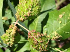 (Poison Ivy Leaf Mite) leaf galls on Poison Ivy (Poison Ivy Leaf Mite) leaf galls on Poison Ivy