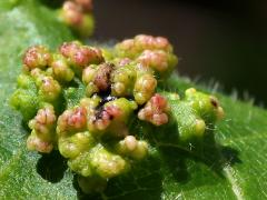 (Poison Ivy Leaf Mite) upperside galls on Poison Ivy (Poison Ivy Leaf Mite) upperside galls on Poison Ivy