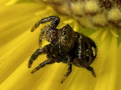 (Bold Jumping Spider) dorsal (Bold Jumping Spider) dorsal