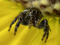 (Bold Jumping Spider) frontal (Bold Jumping Spider) frontal