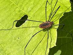 (Eastern Harvestman) dorsal (Eastern Harvestman) dorsal