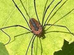 (Eastern Harvestman) frontal (Eastern Harvestman) frontal