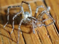 (Agelenidae Funnel Weaver) dorsal (Agelenidae Funnel Weaver) dorsal