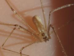 (Cellar Spider) dorsal (Cellar Spider) dorsal