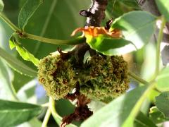 (Ash Key Gall Mite) galls on Green Ash (Ash Key Gall Mite) galls on Green Ash