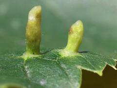 (Lime Nail Gall Mite) tip galls on American Linden (Lime Nail Gall Mite) tip galls on American Linden