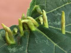 (Lime Nail Gall Mite) upperside galls on American Linden (Lime Nail Gall Mite) upperside galls on American Linden
