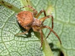 (Spotted Orbweaver) dorsal (Spotted Orbweaver) dorsal