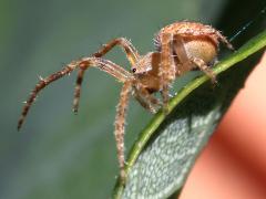 (Spotted Orbweaver) lateral (Spotted Orbweaver) lateral