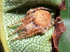 (Spotted Orbweaver) yoga (Spotted Orbweaver) yoga