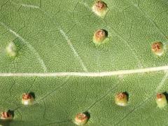 (Ash Bead Gall Mite) underside galls on Green Ash (Ash Bead Gall Mite) underside galls on Green Ash