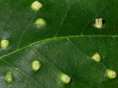 (Ash Bead Gall Mite) upperside galls on Green Ash (Ash Bead Gall Mite) upperside galls on Green Ash