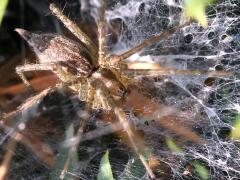(Agelenopsis Grass Spider) dorsal (Agelenopsis Grass Spider) dorsal