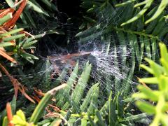 (Agelenopsis Grass Spider) web (Agelenopsis Grass Spider) web
