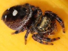 (Bold Jumping Spider) dorsal (Bold Jumping Spider) dorsal