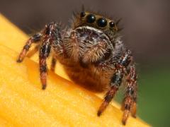 (Bold Jumping Spider) frontal (Bold Jumping Spider) frontal