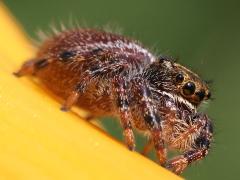 (Bold Jumping Spider) lateral (Bold Jumping Spider) lateral