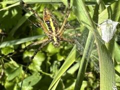 (Banded Garden Spider) female ventral (Banded Garden Spider) female ventral