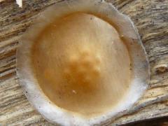 (Gnaphosidae Ground Spider) egg case (Gnaphosidae Ground Spider) egg case