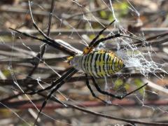 (Banded Garden Spider) female (Banded Garden Spider) female