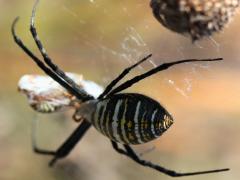 (Banded Garden Spider) female food (Banded Garden Spider) female food