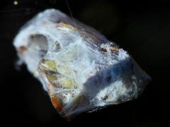 (Banded Garden Spider) food (Banded Garden Spider) food