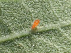 (Acari Mite) dorsal (Acari Mite) dorsal