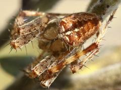 (Cross Orbweaver) dorsal (Cross Orbweaver) dorsal