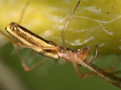 (Tetragnatha Longjawed Orbweaver) lateral (Tetragnatha Longjawed Orbweaver) lateral