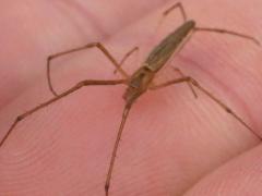 (Tetragnatha Longjawed Orbweaver) Tyler (Tetragnatha Longjawed Orbweaver) Tyler