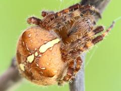 (Cross Orbweaver) dorsal (Cross Orbweaver) dorsal