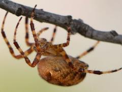 (Cross Orbweaver) lateral (Cross Orbweaver) lateral