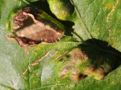 (Oak Blister Gall Mite) open gall on Bur Oak (Oak Blister Gall Mite) open gall on Bur Oak