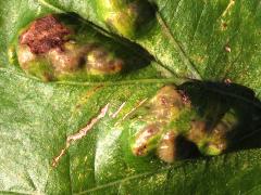 (Oak Blister Gall Mite) upperside galls on Bur Oak (Oak Blister Gall Mite) upperside galls on Bur Oak