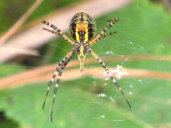 (Banded Garden Spider) female (Banded Garden Spider) female