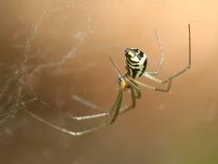 (Filmy Dome Spider) female (Filmy Dome Spider) female