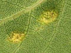 (Aspen Gall Mite) underside galls on Quaking Aspen (Aspen Gall Mite) underside galls on Quaking Aspen