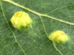 (Aspen Gall Mite) upperside galls on Quaking Aspen (Aspen Gall Mite) upperside galls on Quaking Aspen