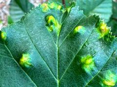 (Alder Erineum Mite) upperside galls on Green Alder (Alder Erineum Mite) upperside galls on Green Alder