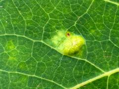 (Aspen Gall Mite) upperside gall on Quaking Aspen (Aspen Gall Mite) upperside gall on Quaking Aspen