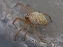 (Mexican Social Spider) rear