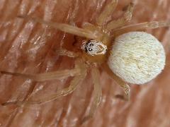 (Mexican Social Spider) skin