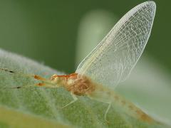 (Golden Drake Mayfly) lateral (Golden Drake Mayfly) lateral