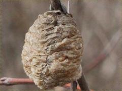 (Chinese Mantis) eggcase (Chinese Mantis) eggcase