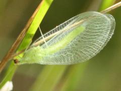 (Chrysopidae Green Lacewing) lateral (Chrysopidae Green Lacewing) lateral