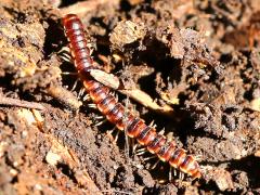 (Greenhouse Millipede) dorsal (Greenhouse Millipede) dorsal