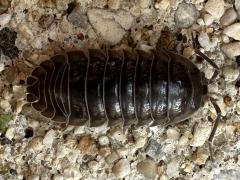 (Nosy Pill Woodlouse) dorsal (Nosy Pill Woodlouse) dorsal
