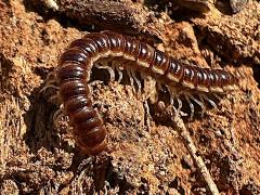 (Greenhouse Millipede) curled (Greenhouse Millipede) curled